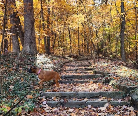 Waverly Dog Run photo 2